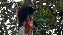 Gibbons sing from tree tops in Cambodian jungle