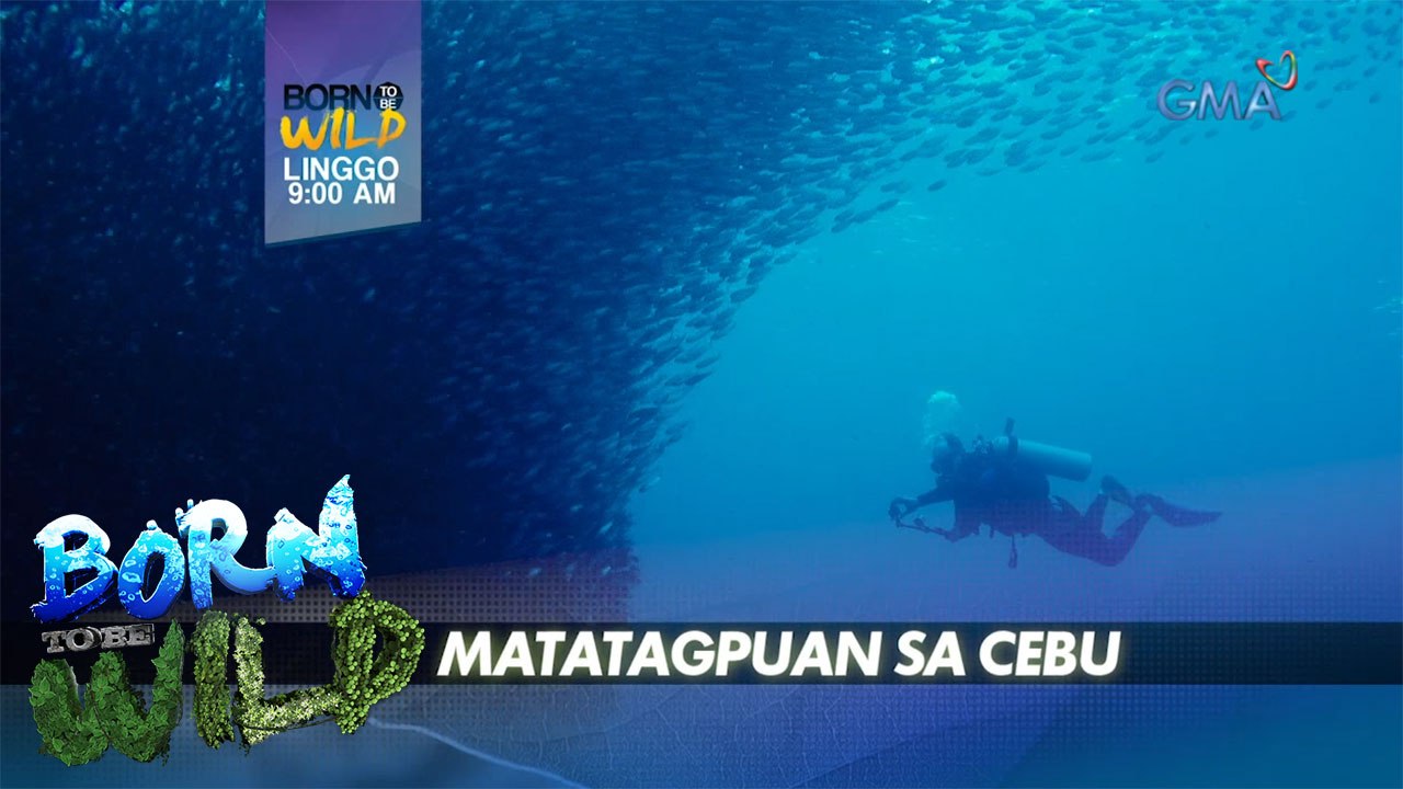 Born to be Wild: Kamangha-manghang 'Sardine Run,' masisilayan ngayong Linggo!