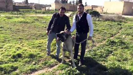 Kangalın Güneydoğulu rakibi 'Kurtboğan' - ŞANLIURFA