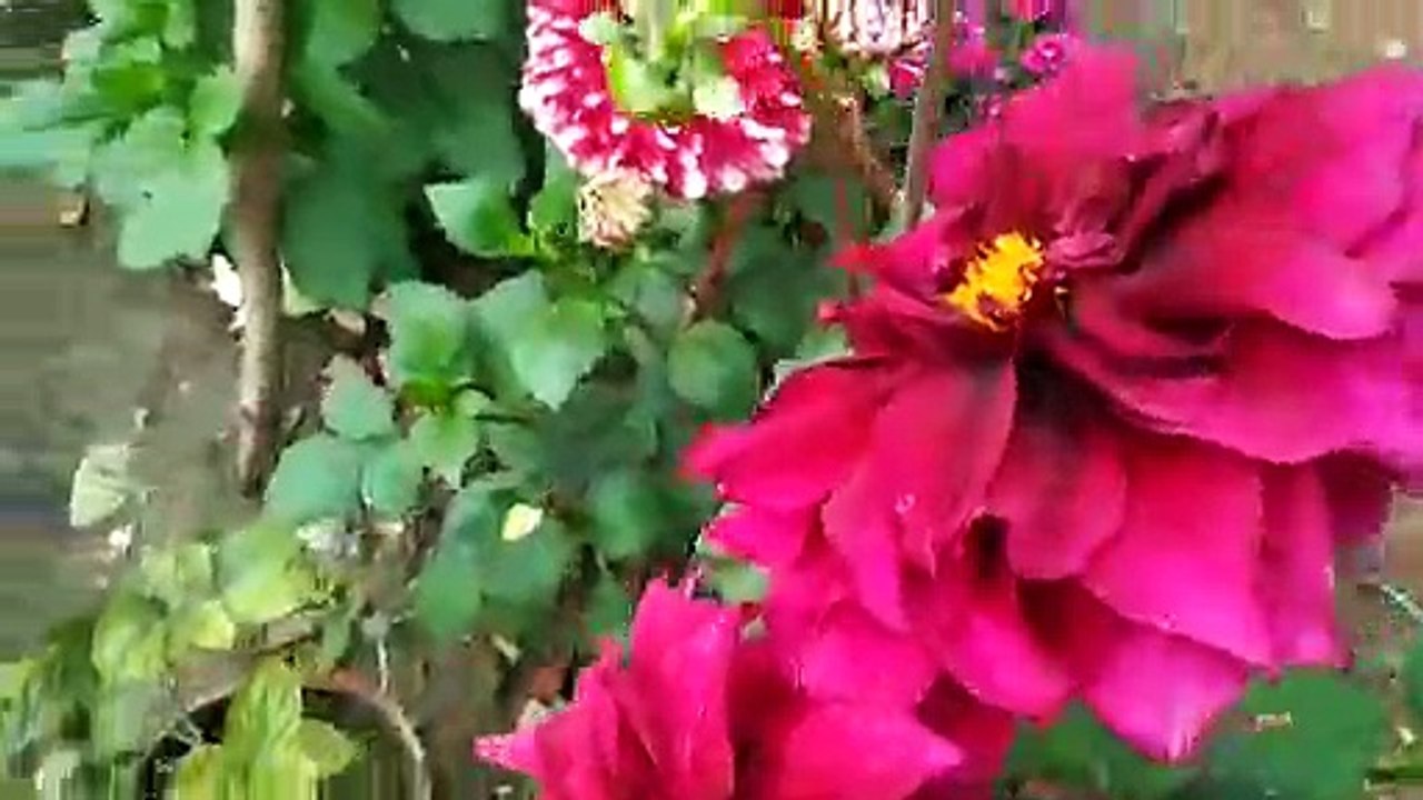 my garden blooming