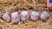 Babi terlantar di penampungan hewan meningkat karena tren babi mini - TomoNews