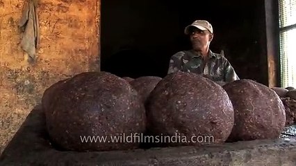 Feeding a baby elephant huge cannon-balls of kneaded food