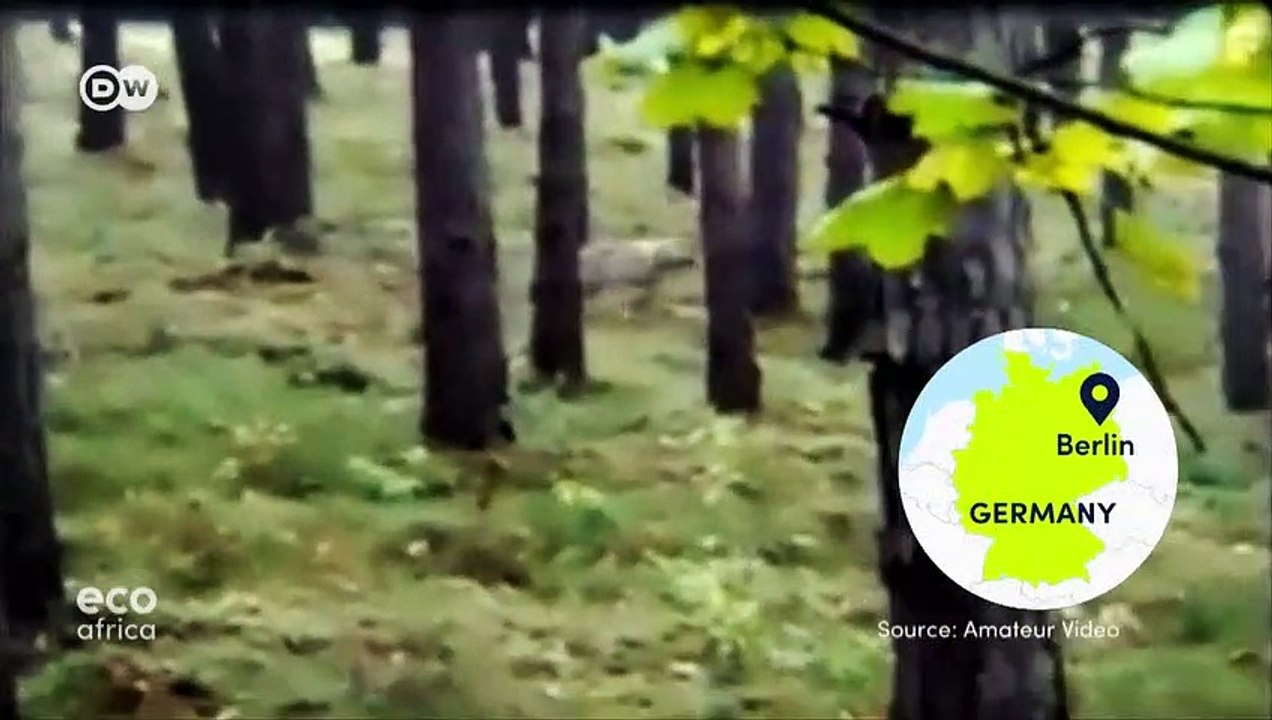 Can wolves and humans coexist in Germany? | Eco Africa