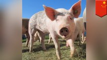 Cina buang lemak daging untuk daging babi - TomoNews