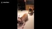 French bulldogs have hilarious movements like performing lion and dragon dance