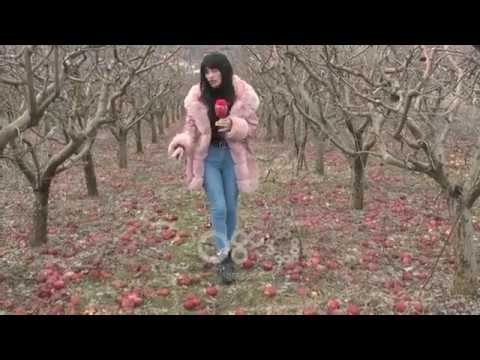 Ora News - Mollët e Korçës kalben në pemë