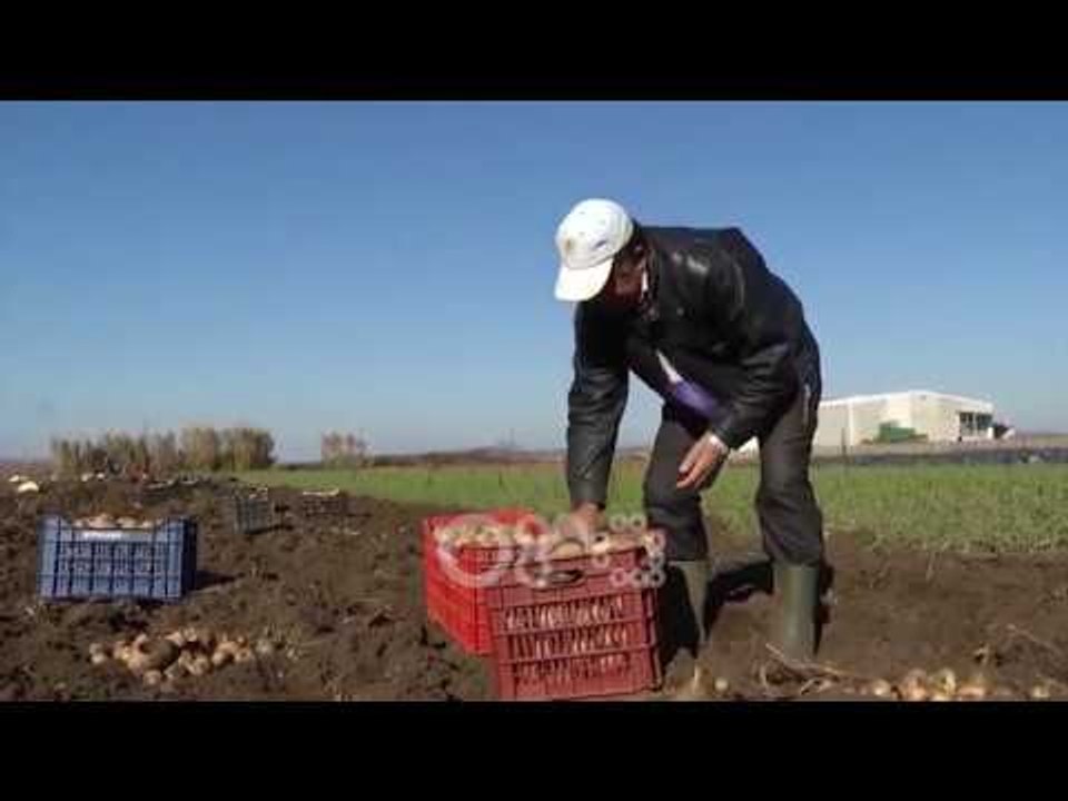 Ora News - Së shpejti nis aksioni për regjistrimin e tokave bujqësore