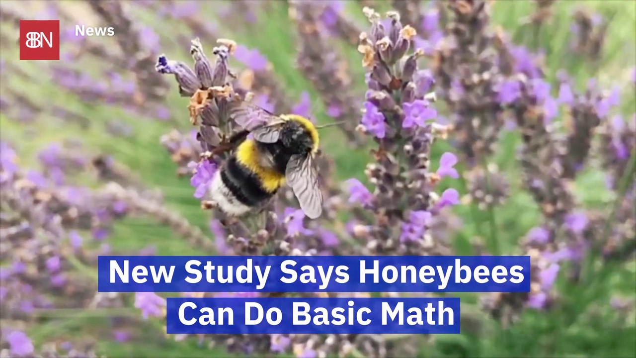 Here Is Some "Bees"ness That Will Shock You