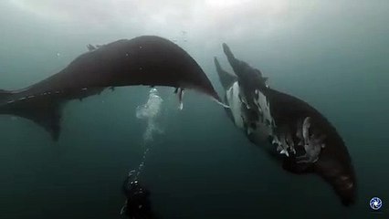 Un plongeur et 2 raies manta géantes