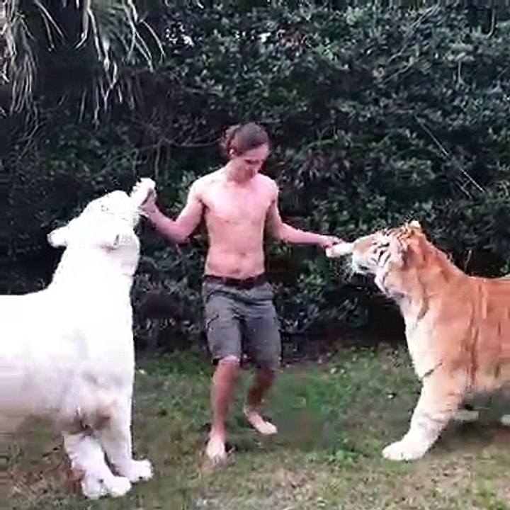 Donner le biberon à deux gros bébés tigres