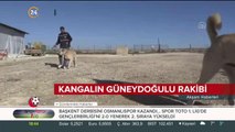 Dünyaca ünlü Sivas'ın Kangal köpeğinin Güneydoğu rakibi: Kurtboğan