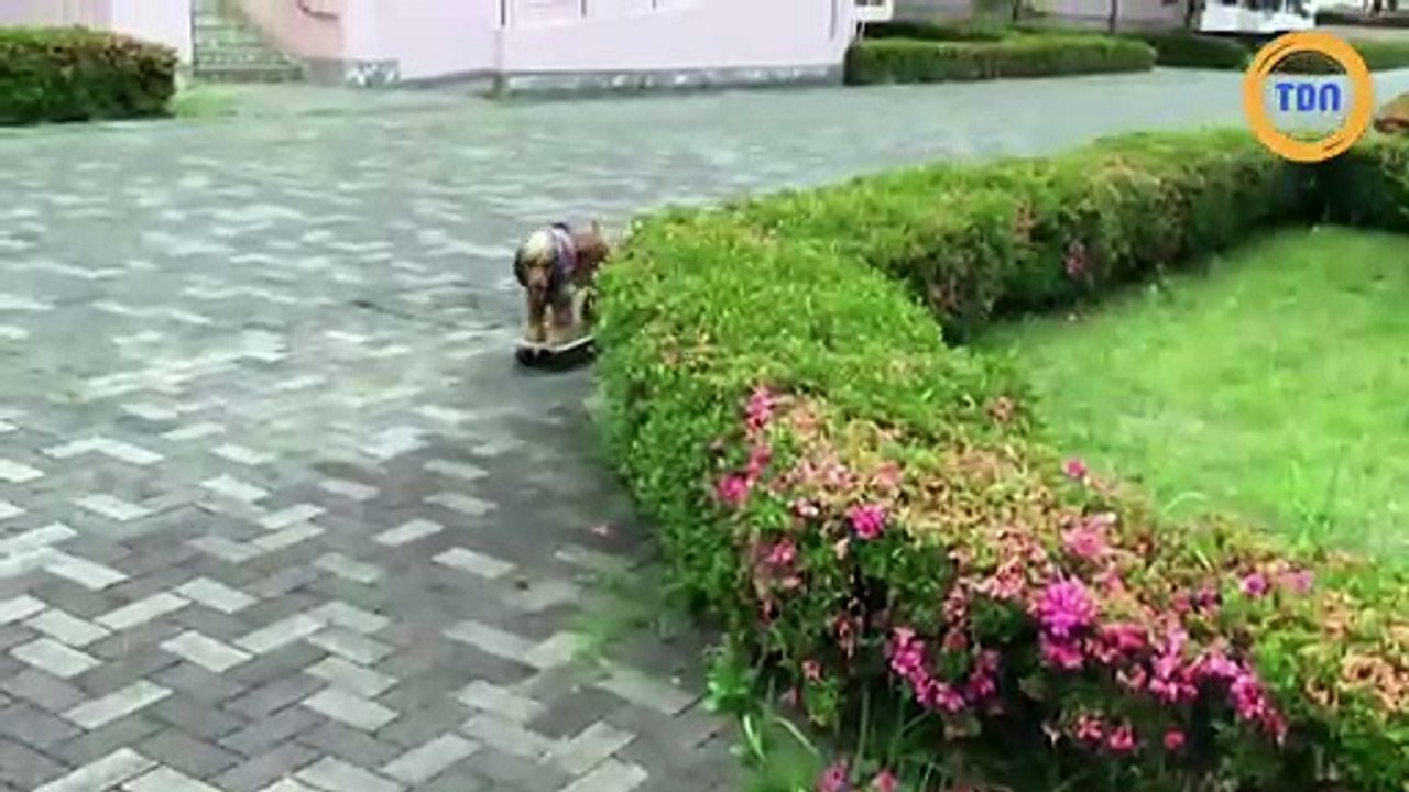 Un cocker fait de la trottinette et du skate