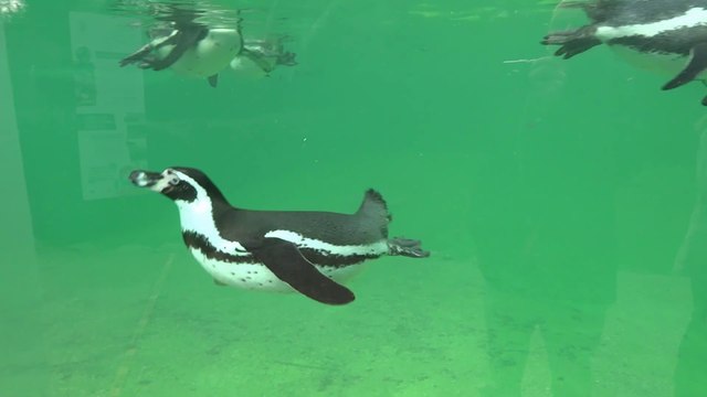 Manchots du zoo de Beauval