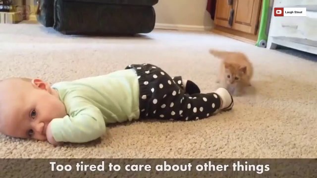 Bébés et Chats.. la compilation la plus mignonne !