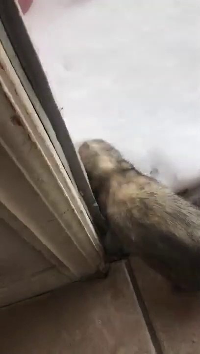 Trop mignon ce furet découvre la neige, sa réaction est touchante !