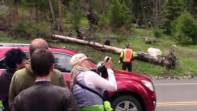 Ce ranger utilise de la bombe au poivre contre des ours dans le parc de Yellowstone