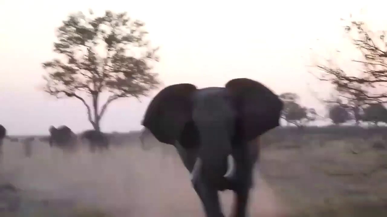 Un éléphant charge un groupe de touristes dans une jeep... Terrifiant