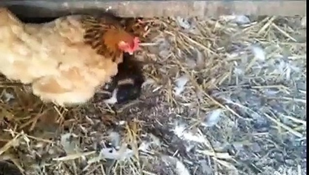 Quand une poule couve... un chaton