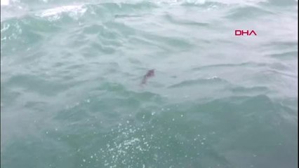 Çabaladılar Ancak Yavru Yunus Kurtarılamadı