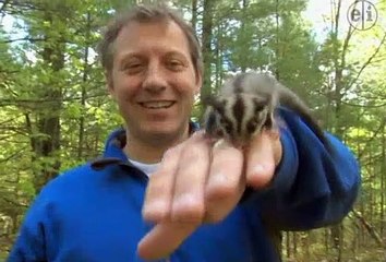 Wild Kratts - Tazzy Chris