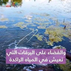 شاهد فى دقيقة.. مصر تنقذ العالم من الأمراض الوبائية