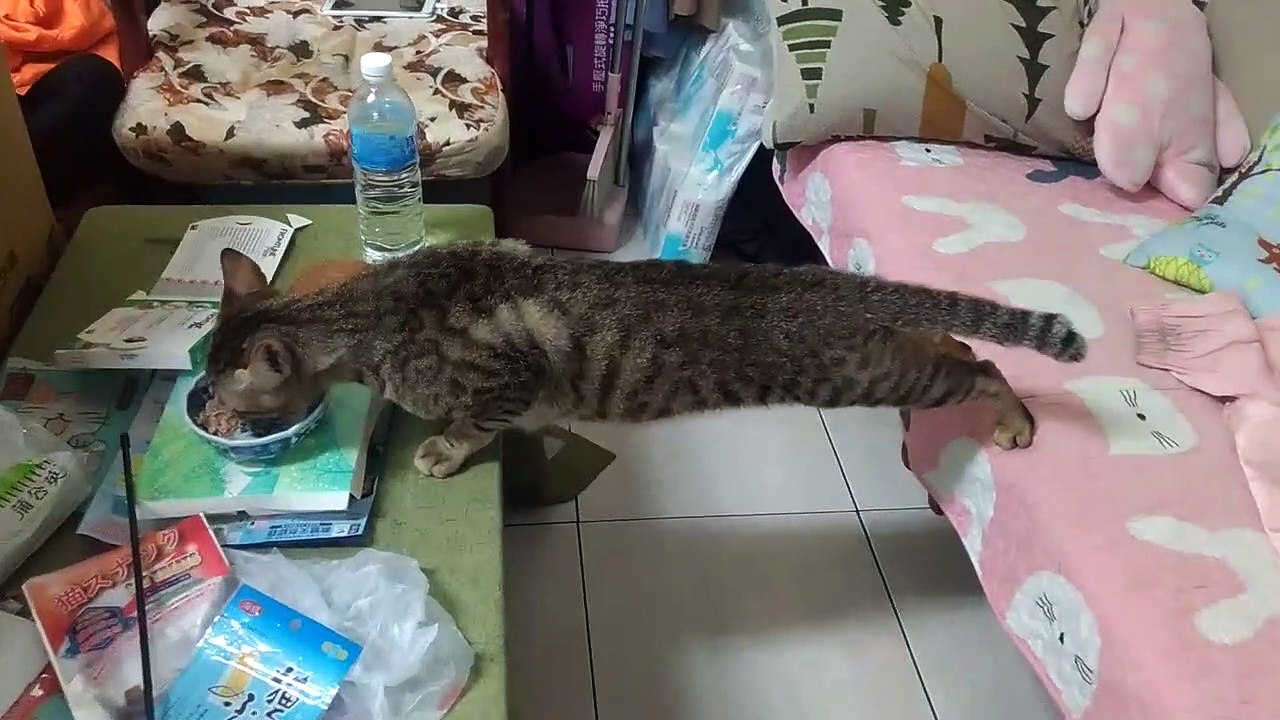 Ce chat s'étire pour atteindre la nourriture