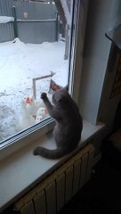 Ce chat veut sortir pour jouer avec des oies