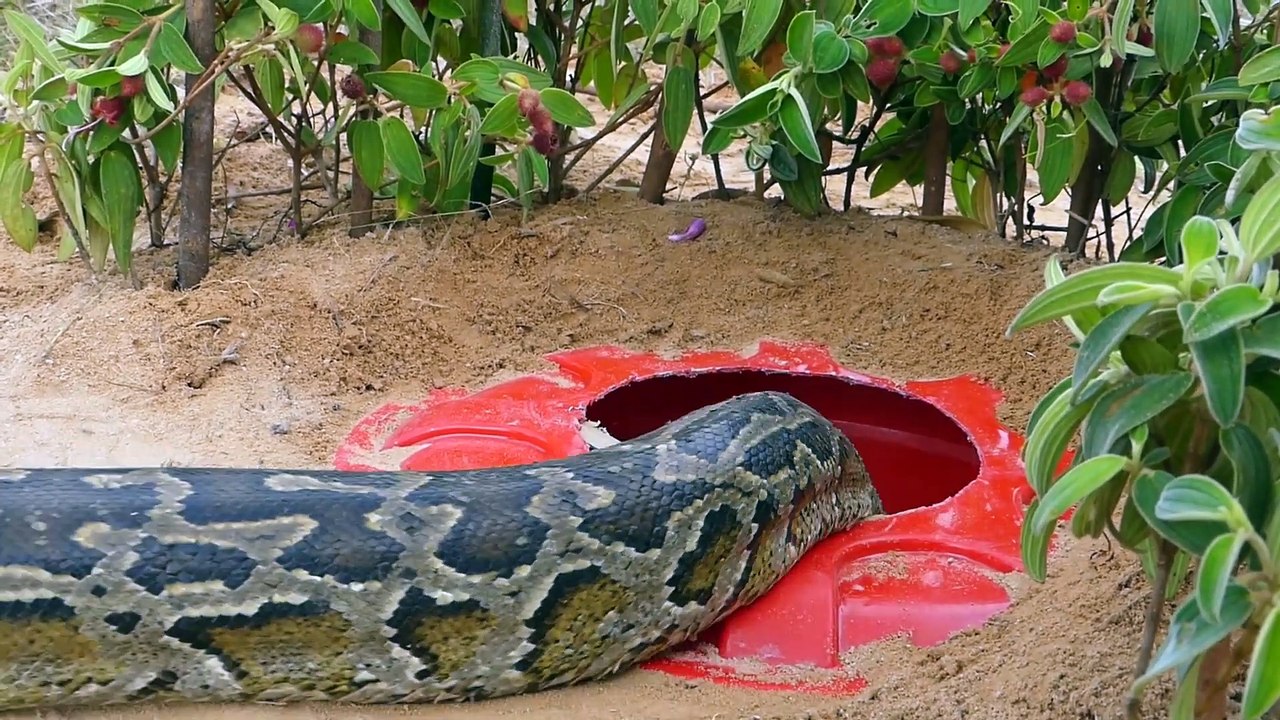 DIY Snake Trap Technology - Creative Snake Trap Build From Big Plastic Bucket & Chicken