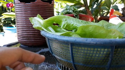 How to eat Mustard Tuna Ocean || eat live ocean tuna