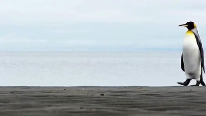 Sülün Osman kaldırıldı, Saadet Partisi penguenli video çekti