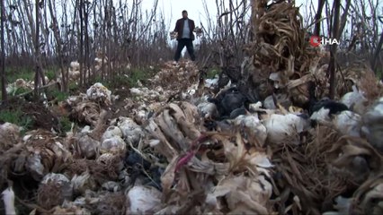 Komisyoncular 'bugün git yarın gel' dedi, tonlarca sarımsak çöpe gitti