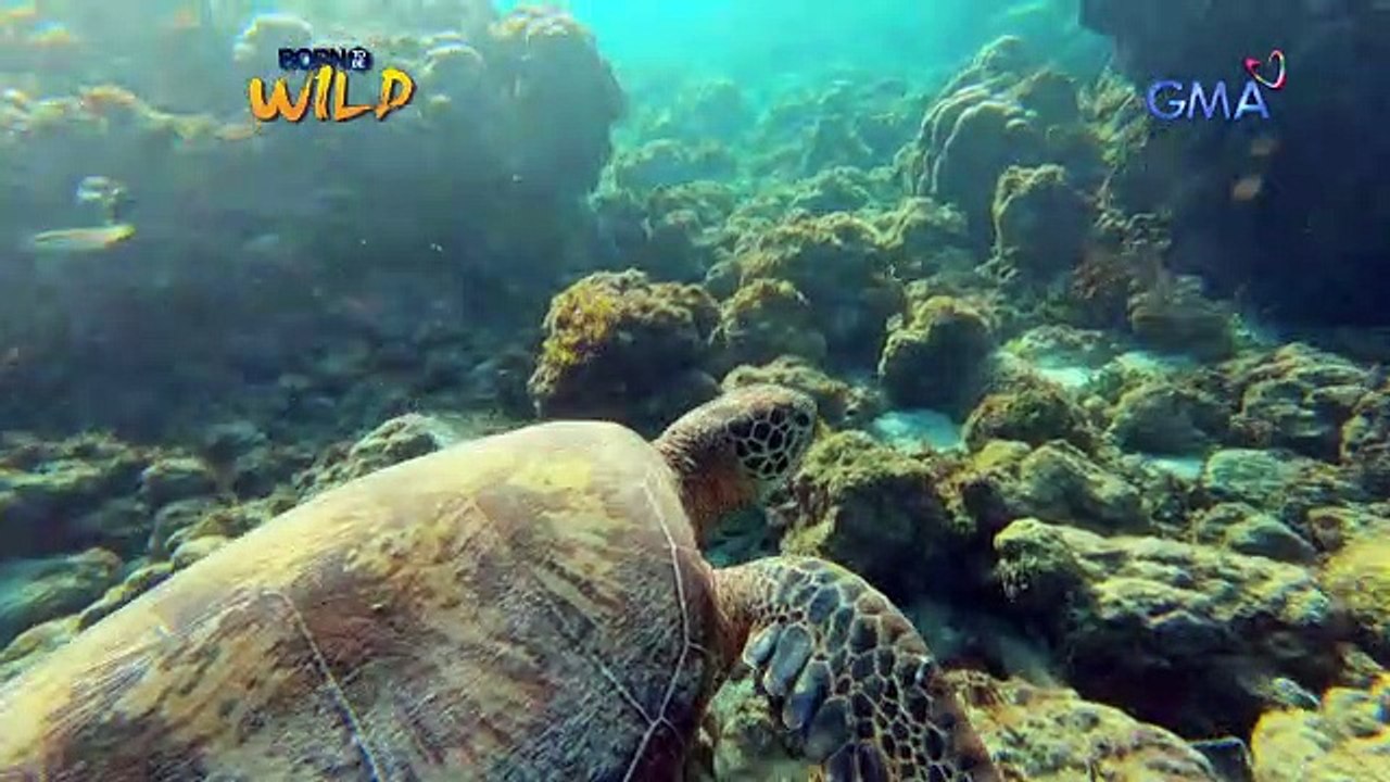 Born to Be Wild Documenting the behavior of sardines in Moalboal, Cebu