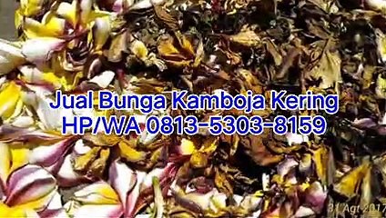 TERMURAH!!! HP/WA 0813-5303-8159, Jual Kamboja Kering di Surabaya