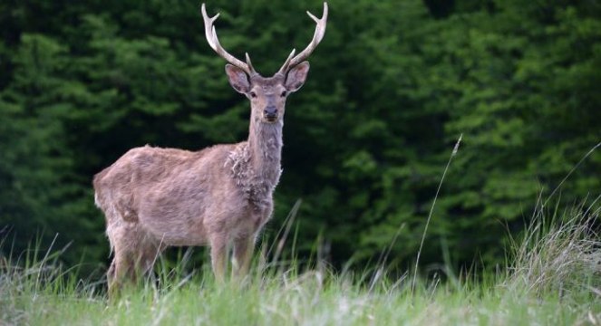 ABD'de Geyikleri Zombilere Dönüştüren Ölümcül Bir Hastalık Ortaya Çıktı