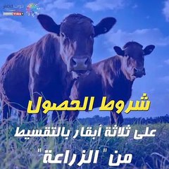 شاهد فى دقيقة.. شروط الحصول على 3 أبقار بالتقسيط من "الزراعة"