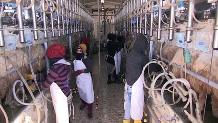 Suriye sınırında üretiliyor, ABD'de tüketiliyor - ŞANLIURFA