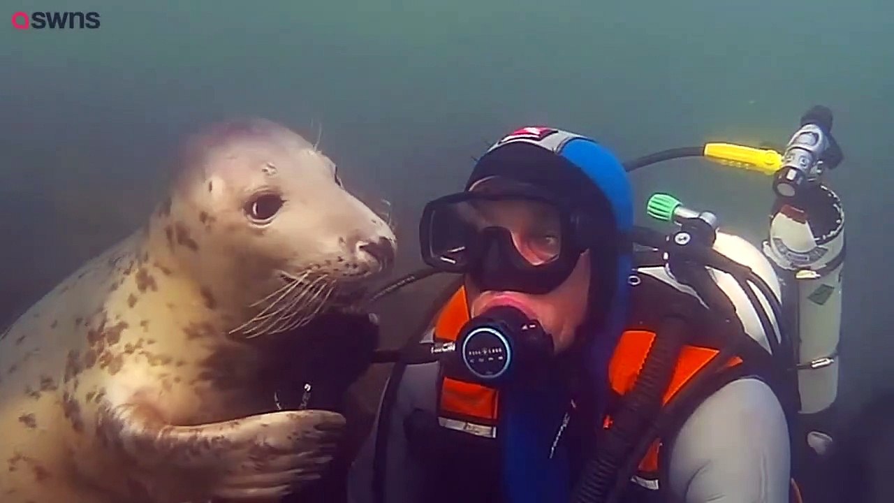 Un phoque adorable fait un énorme câlin à un plongeur !