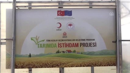 Suriye Sınırında Marul Hasadı