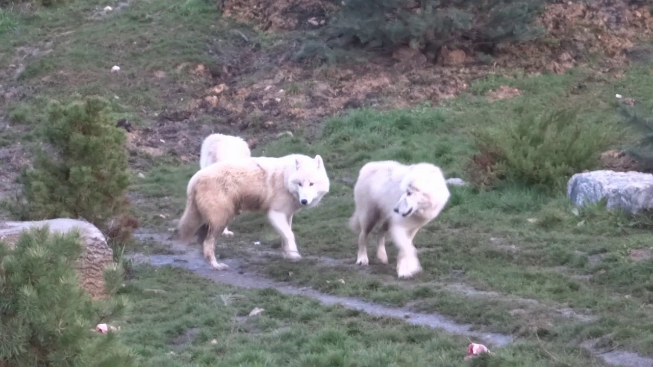 Loups arctiques du zoo de Beauval