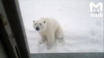Attaque d'ours polaires.
