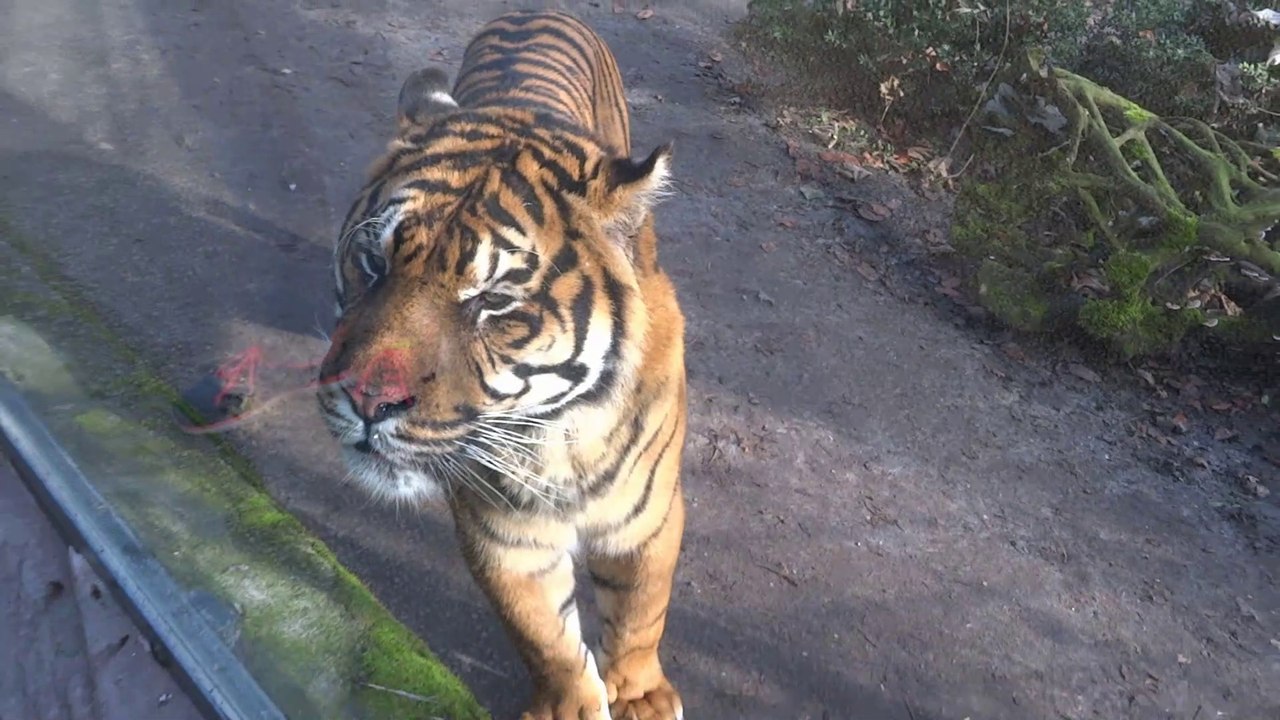 Zoo de Beauval : tigres, panthères, lamantin, panda roux, dendrolague...