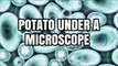Potato Under a Microscope - Starch Granules and Plant Tissue Cells
