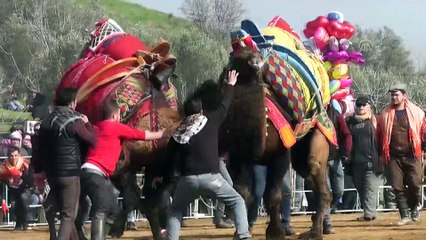 Ödemiş'te deve güreşleri yapıldı  - İZMİR