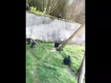 Şempanzeler, hayvanat bahçesinde ağaç dalını merdiven olarak kullanıp kaçtı