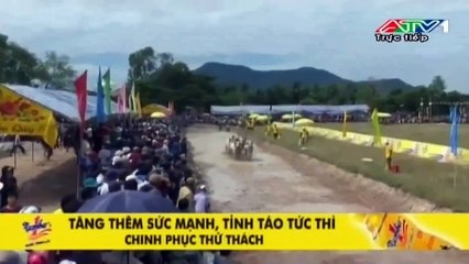 LỄ HỘI SEN ĐÔN TA , ĐUA BÒ BẢY NÚI AN GIANG , VÒNG BÁN KẾT - CHUNG KẾT