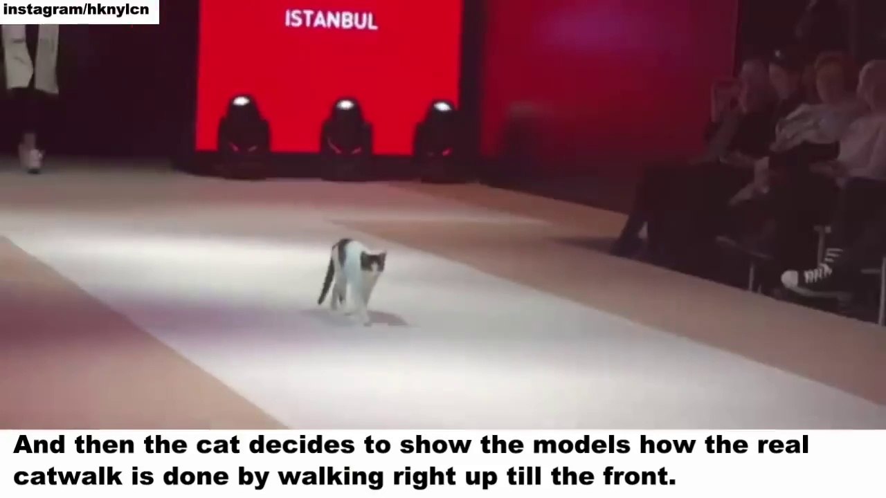 Cat  in Fashion Show And Models How To Walk The Real Catwalk - Animal Video 2019