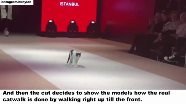 Cat in Fashion Show And Models How To Walk The Real Catwalk - Animal Video 2019