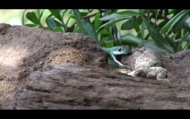 Amazing Snake Catching other few Animal balance Our Eco system, Just Amazing.