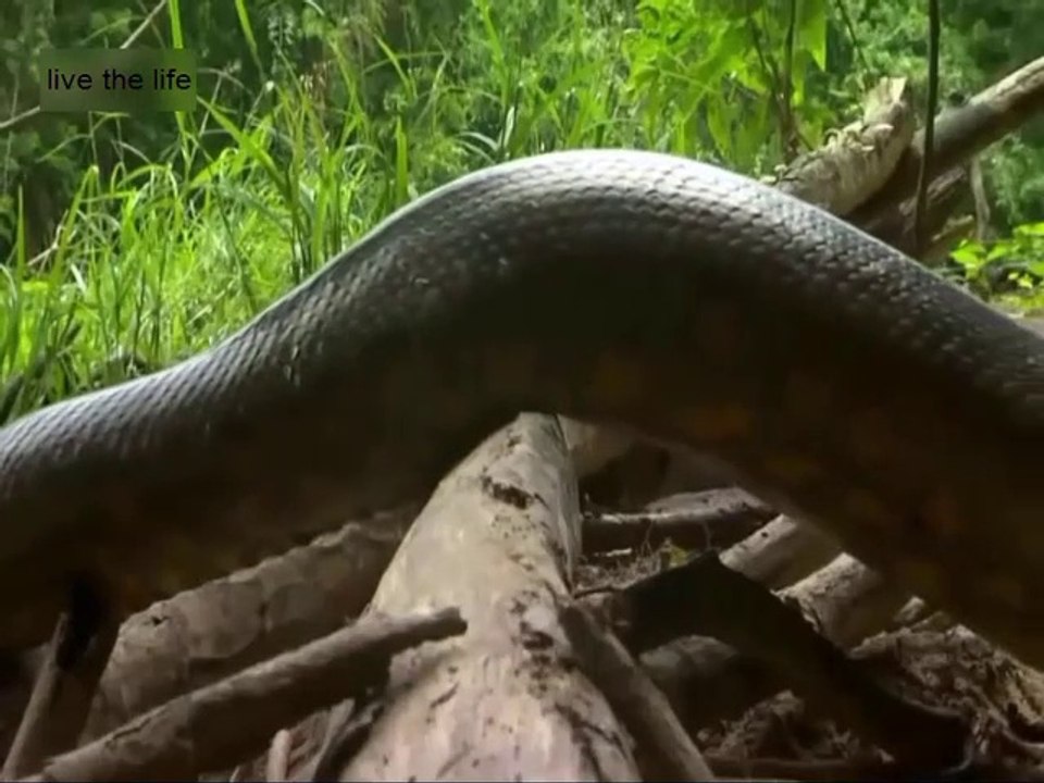 The green anaconda snake is the largest snake in the world