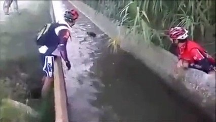 2 cyclistes sauvent un sanglier sur le point de se noyer dans un canal